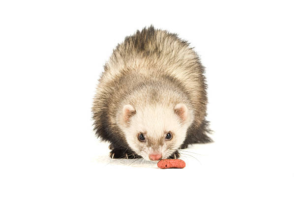 istock Ferret isolated on a white background eating food 146718190