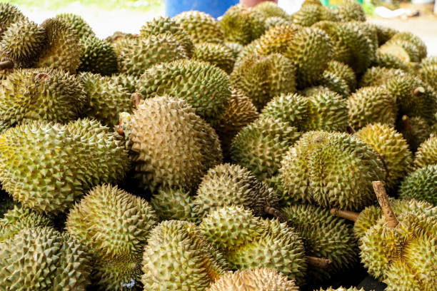 istock Durian is fruit in Thailand 1467182778