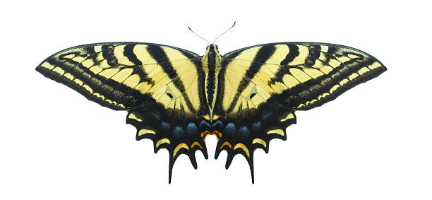 istock Single Swallowtail Butterfly isolated on white background 146718305