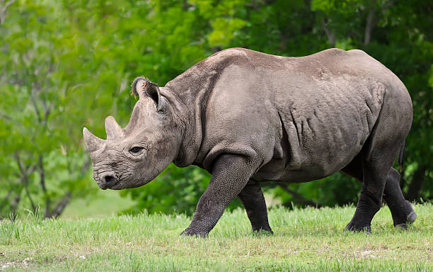 Black Rhino Pictures | Download Free Images on Unsplash