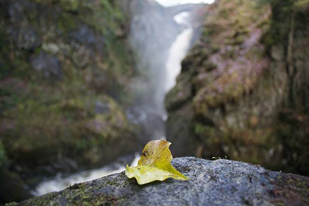 Golden Leaf stock photo