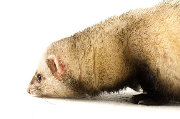 istock Ferret isolated on a white background 146718500