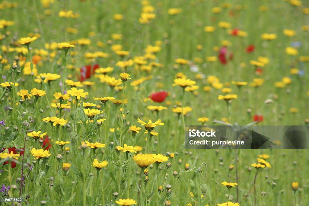 Prairie d'été - Photo de Beauté de la nature libre de droits