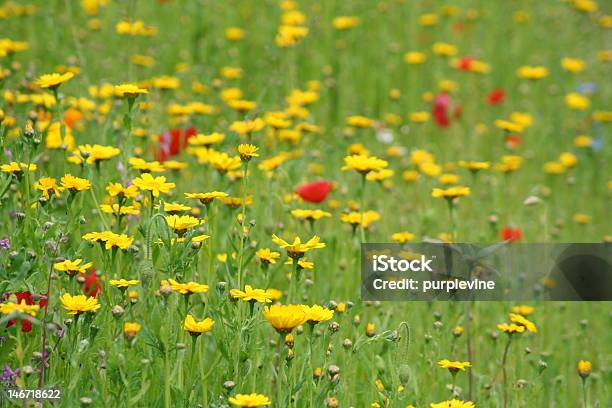 Photo libre de droit de Prairie Dété banque d'images et plus d'images libres de droit de Beauté de la nature - Beauté de la nature, Bouton d'or, Champ