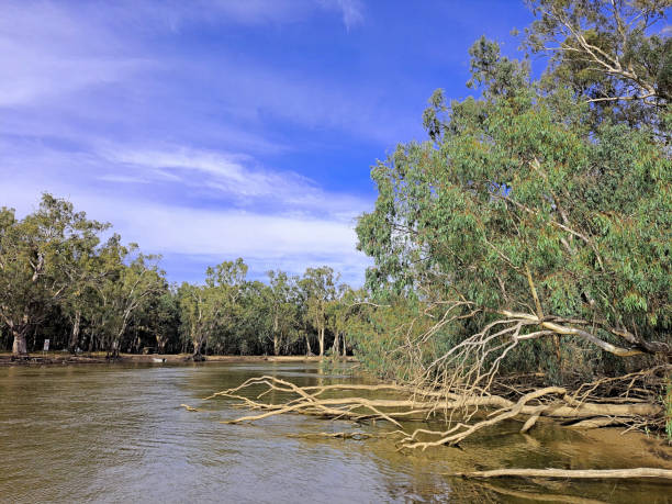 istock Barmah National Park, Victoria, Australia 1467186512