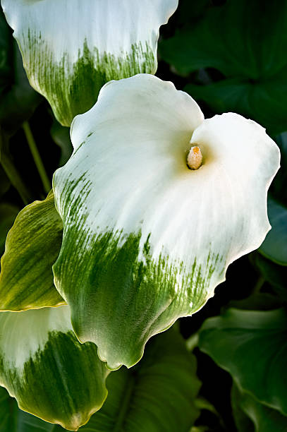 Green Goddess Calla stock photo