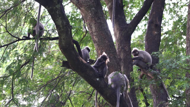 Group of Gray langurs