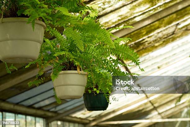 Photo libre de droit de Vue Sur Les Plantes En Serre Pépinière banque d'images et plus d'images libres de droit de Agriculture - Agriculture, Cache-pot, Collection