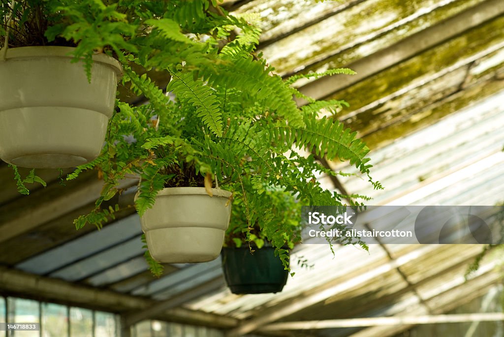 Vista de estufa plantas no Viveiro - Royalty-free Agricultura Foto de stock