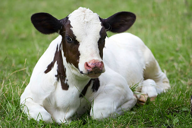 istock White calf with black ears lying on green grass 146719015