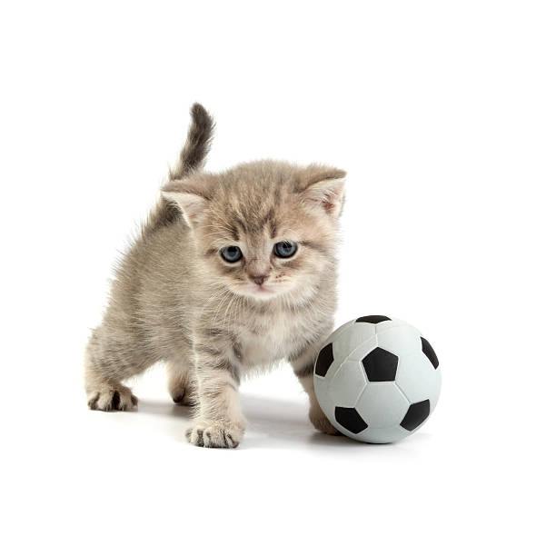 istock Kitten and  football on a white background 146719221