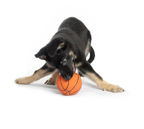 istock the sheep-dog puppy on a white background 146719223