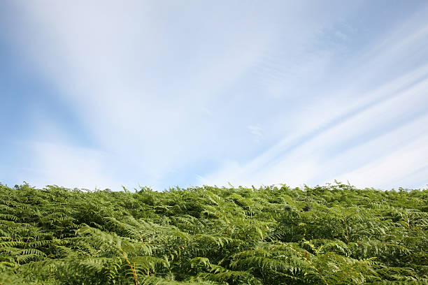 Environmental green against a blue sky stock photo