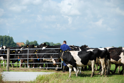 Farmer in the middle of Frisian Holsteiner herd.