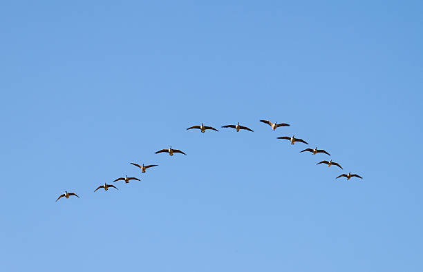 istock Canadian Geese Wedge 146719424
