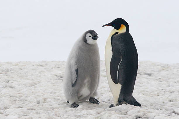 ウミウシペンギン、チック - penguin walking water adult ストックフォトと画像