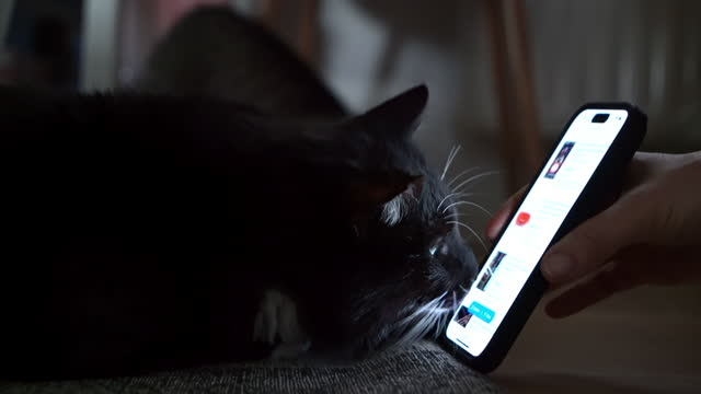 MS Person shows something from a screen of a mobile phone to a curious cat