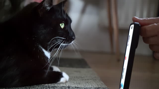 MS Domestic cat looks at the screen of a mobile phone