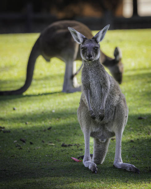 istock Baby Kangaroo at Yanchep National Park 1467197231