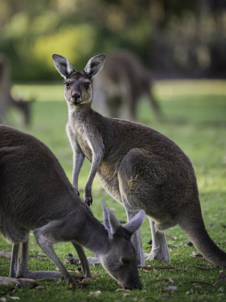 istock Kanaroo at Yanchep Nationa Park 1467197262