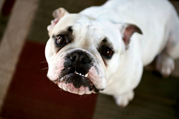 istock English Bulldog 146719727