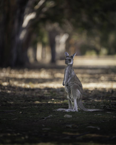 istock Baby Kangaroo alone at Yanchep National Park 1467197290