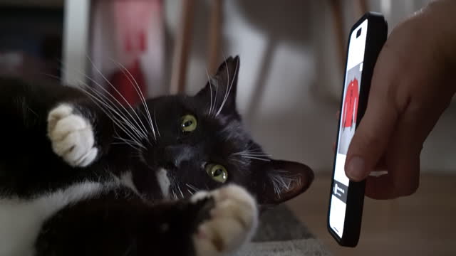 MS Playful cat looks at the screen of a smartphone
