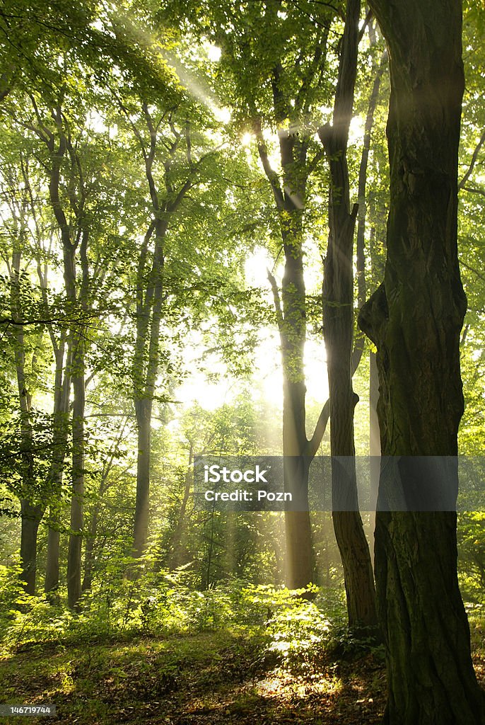 Sunrise Solar beams making the way through a fog Autumn Stock Photo