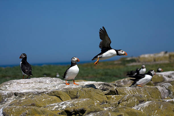 puffins (puffins) - farnes zdjęcia i obrazy z banku zdjęć