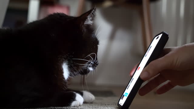 MS Person points at something on a screen of a mobile phone to a cat