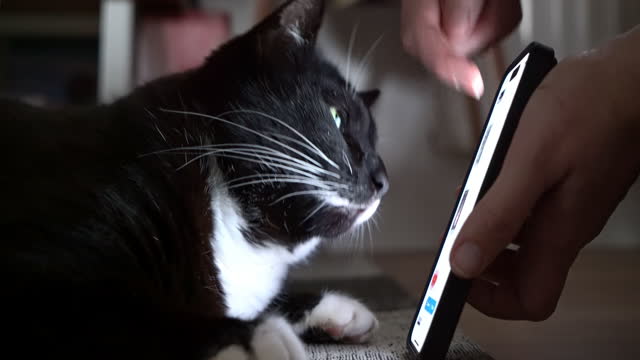 MS Person points at something on a screen of a smartphone to a cat