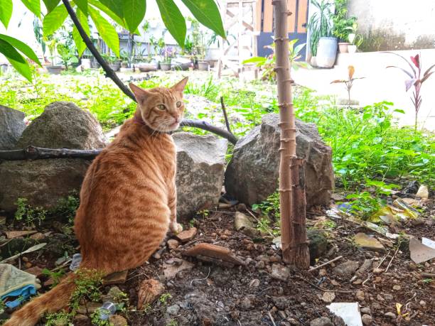 istock Fat orange domestic cat 1467198637