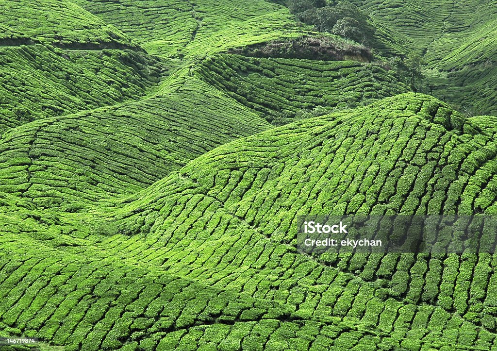 Piantagione di tè verde fresco - Foto stock royalty-free di Agricoltura