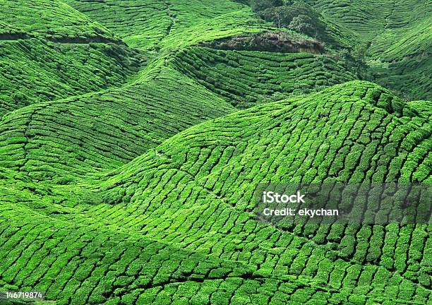 Świeże Zielona Herbata Plantation - zdjęcia stockowe i więcej obrazów Bez ludzi - Bez ludzi, Drzewo, Egzotyczne drzewo