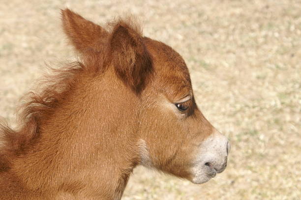 Baby horse stock photo