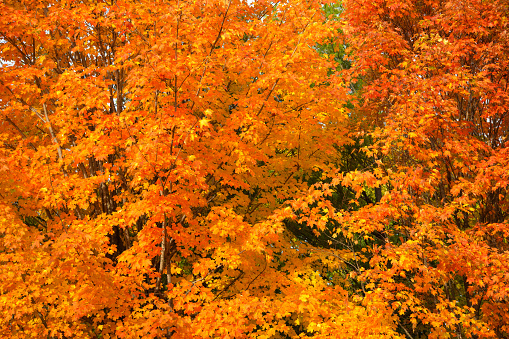 Hello autumn text on white plate board banner fall leaves blur background