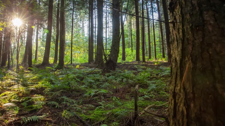 H/L Sun shines through trees on ferns and other plants in the undergrowth of the forest