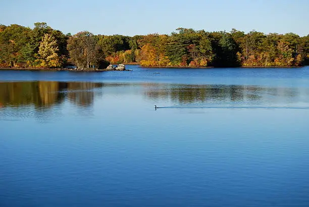 Cormorant gliding across the still waters of Waldo Lake in Brockton, MA