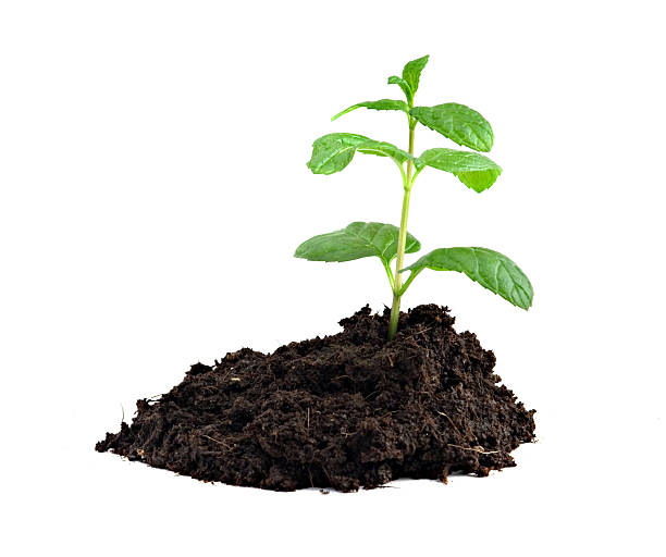 istock Sprout growing from soil isolated on white background 146720417