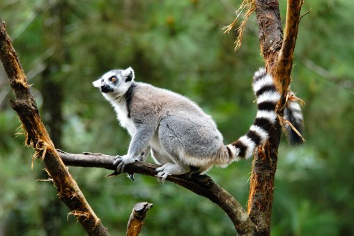 Ring-tailed lemur sitting on a log.