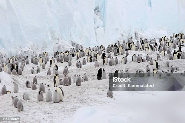 Император Пингвинов На Льду — стоковые фотографии и другие картинки Императорский пингвин - Императорский пингвин, Гнездо животного, Молодняк птицы