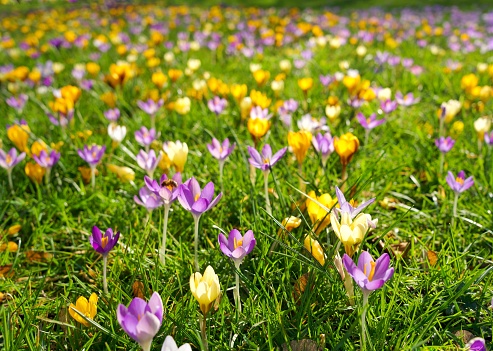 A large multicolored flowerbed with flowering bulbs, such as the tulip, narcissus, grape hyacinth, grow at high altitudes in the mountains. Selective focus.
