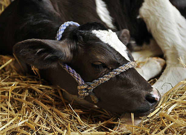 Baby Calf Sleeps in the Hay stock photo