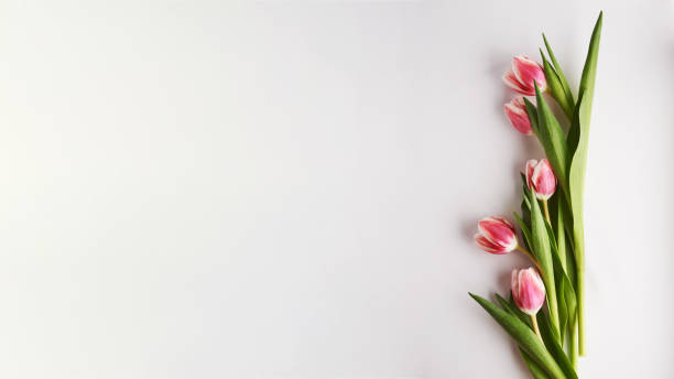 istock pink tulips and emty space for text over 1467208722