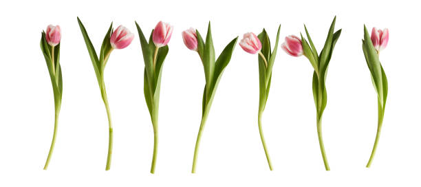 istock set of pink tulips 1467208723