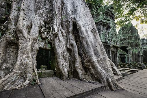 Angkor Wat, Ancient temple of Ta Prohm at Angkor Wat, Cambodia. Huge Ceiba Tree roots of intertwine with ancient temple structure entrance. Ceiba Tree Root, Ta Prohm Temple, Angkor Wat, Siem Reap, Cambodia, South East Asia