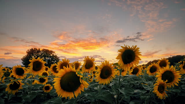 T/L Dramatic cloudscape over a field of sunflowers at sunset