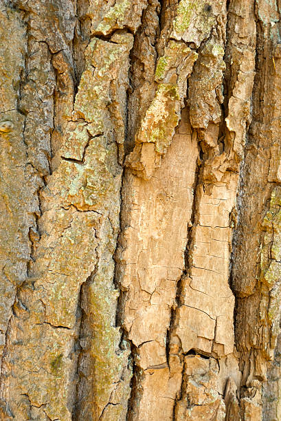 brown tree bark texture stock photo