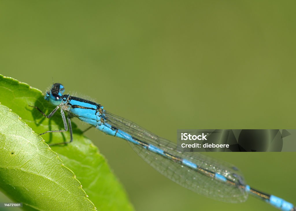 Blue Damselfly on green leaf Blue Damselfly on a leaf next to my dugout with green background blurred Blue Stock Photo