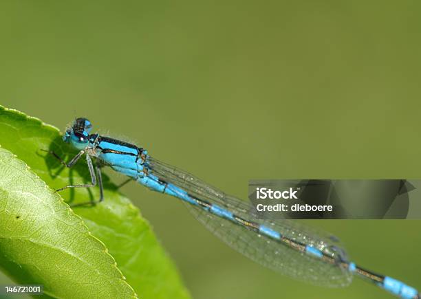 Blue Damselfly On Green Leaf Stock Photo - Download Image Now - Blue, Damselfly, Defocused